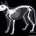 Feline skeletal system illustration